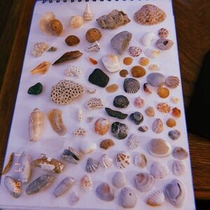 CUSTOM SHELL JEWELRY PICK A SHELL Assorted Seashell Collection on Display Board